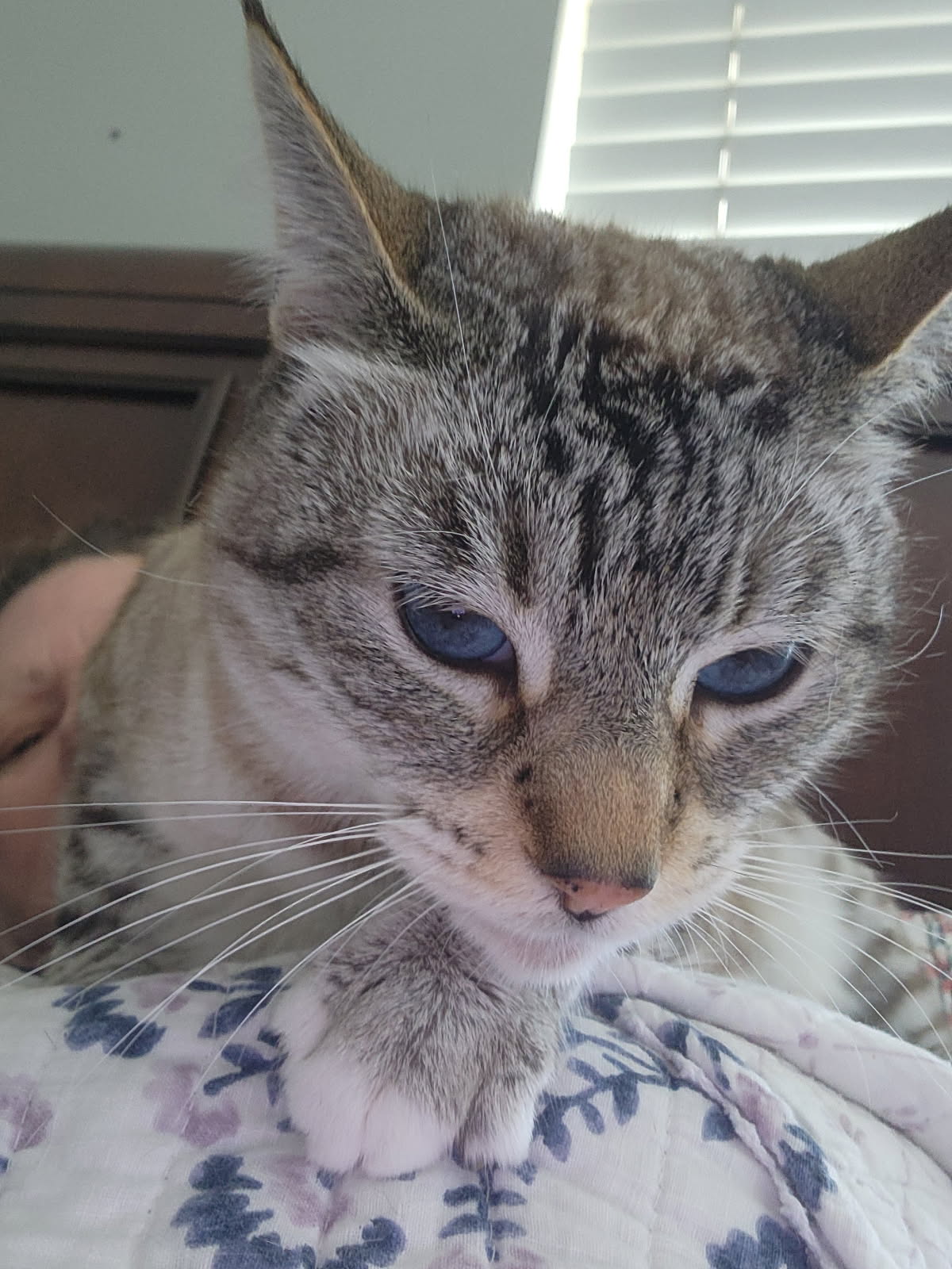 20250527-194532532-962a-80bd5c0eb919_Cassy _ Pet Frozie.jpeg